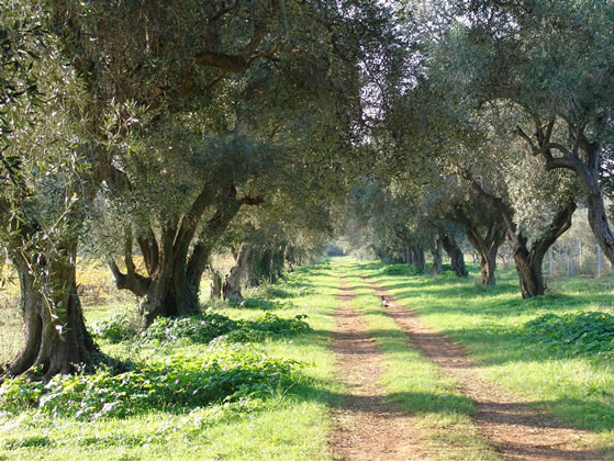 An Olive grove