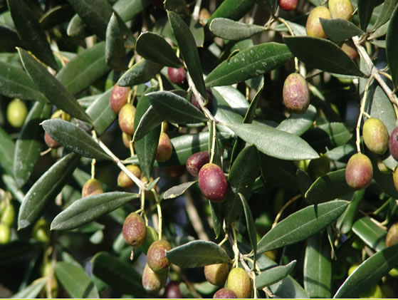 fruiting olives