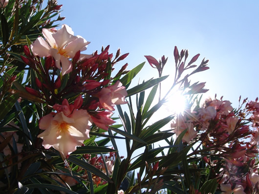 The Olive Farm Oleander Blossom