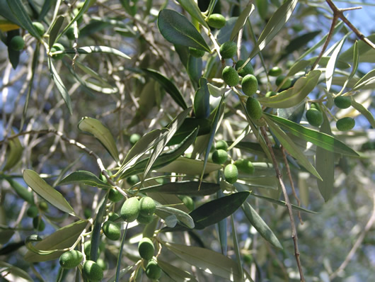 The Olive Farm Oliver Tree