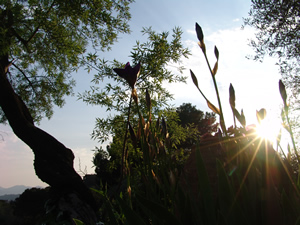 A section of the trunk of one of the ancient olive trees in Lebanon, scientifically dated at 4,000 years before Christ.