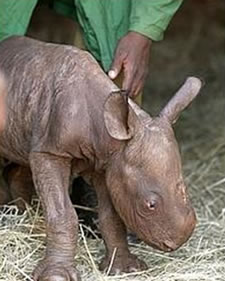 Here is a photograph Maalim, at two days old, born on 17 December