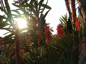 A section of the trunk of one of the ancient olive trees in Lebanon, scientifically dated at 4,000 years before Christ.