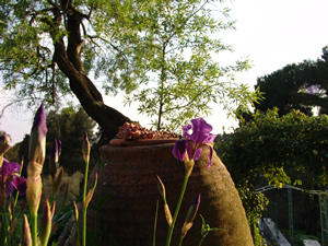A section of the trunk of one of the ancient olive trees in Lebanon, scientifically dated at 4,000 years before Christ.
