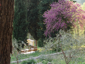 A section of the trunk of one of the ancient olive trees in Lebanon, scientifically dated at 4,000 years before Christ.